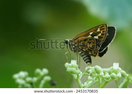 Yellow Vein Lancer(Pyroneura latoia)is admired for its medium to large size and unique wing patterns.With a wingspan typically ranging from 50 to 70 millimeters, these butterflies are relatively large Royalty-Free Stock Photo #2453170835