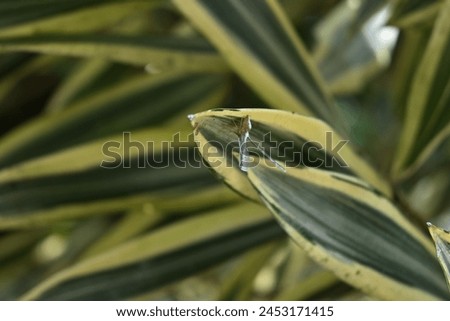 Side angle view of a planthopper insect from the Zoraida genus with raised wings sitting on the tip of a variegated leaf of a song of India (Dracaena reflexa). Royalty-Free Stock Photo #2453171415