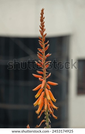 Kaushambi Ghaziabad Uttar Pradesh, India, 03 February 2024, random flower picture 