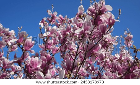 Lily tree, magnolia
A flood of beautiful pink flowers in spring. In the background is the clear blue sky.