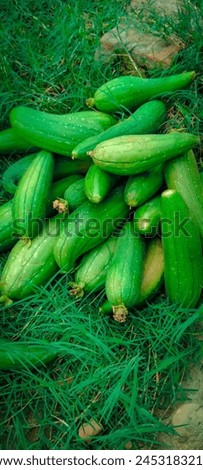 The image indeed depicts sponge gourds. These elongated, ridged gourds are commonly used in various culinary dishes. In the picture, the fresh sponge gourds rest on a bed of fine grass or straw