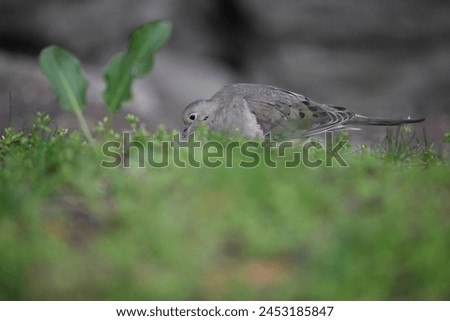 Mourning dove feeding in spring peace April season green weeds photo decoration wallpaper conservation education environment protection park New York