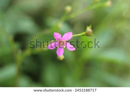 Beautiful Small Purple Flower With Fresh Green Background 