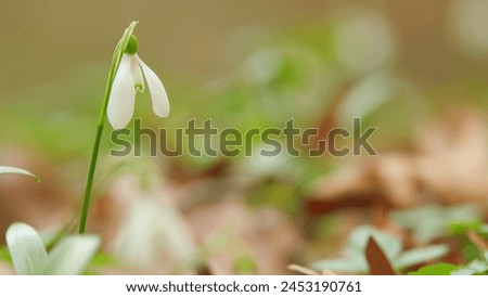 First Spring Flowers In Wild. Galanthus Nivalis Flowering Plants. Snowdrop Or Common Snowdrop. Royalty-Free Stock Photo #2453190761