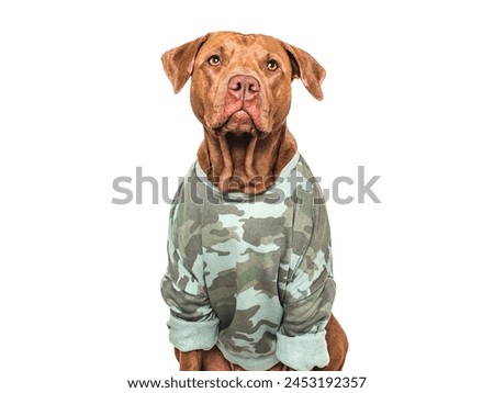 Cute brown dog and military shirt. Closeup, indoors. Studio shot. Congratulations for family, loved ones, relatives, friends and colleagues. Pets care concept