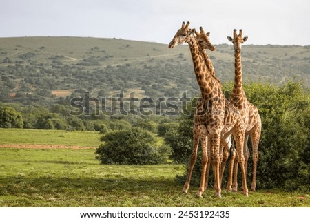 A tower of giraffe ( Giraffa Camelopardalis), Shamwari Private Game Reserve, South Africa. Royalty-Free Stock Photo #2453192435