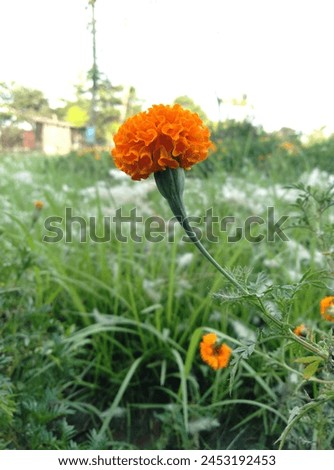 Tagetes erecta, also known as the African marigold, 