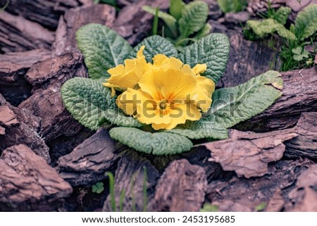 Blooming Primula Crescendo Golden in a flowerbed Royalty-Free Stock Photo #2453195685