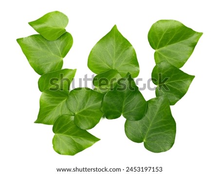 Green ivy leaves in shape alphabet letter W, isolated on white, clipping path