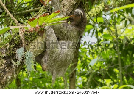 A Sloth climbing a tree in the Rain Forests of Panama