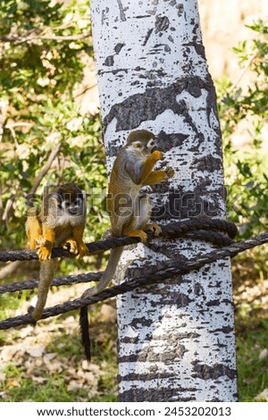 Two squirrel monkeys (Saimiri sciureus) are sitting on a rope at the zoo Royalty-Free Stock Photo #2453202013