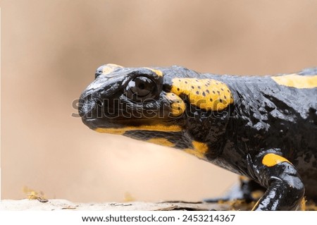 closeup of fire salamander in natural habitat (Salamandra salamandra)