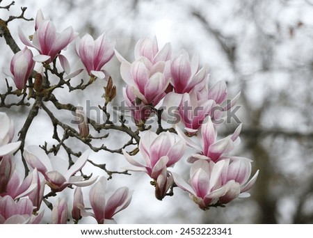 Beautiful tulip magnolias in springtime Leipzig