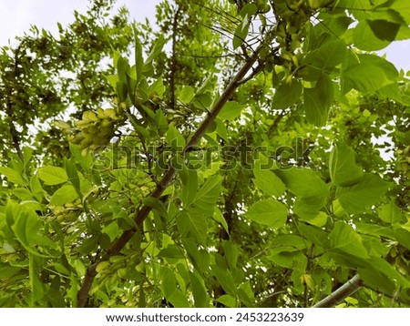 Leaves and bloom of Acer negundo-Male flower. Ash-leaved maple, Acer negundo, Manitoba maple, maple ash. Flowering boxelder maple. Royalty-Free Stock Photo #2453223639