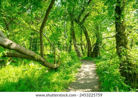 forest path, sunny spring day, ash-leaved maples (Acer negundo L.) Royalty-Free Stock Photo #2453225759