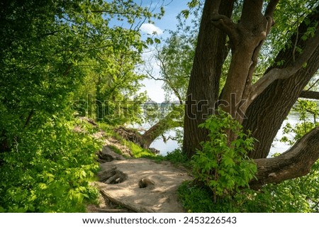 Sandy forest path on the bank of the Vistula River, roots, trees - ash-leaved maple (Acer negundo L.) Royalty-Free Stock Photo #2453226543