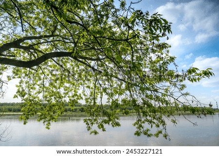 tree branches - ash-leaved maple (Acer negundo L.), Vistula river Royalty-Free Stock Photo #2453227121