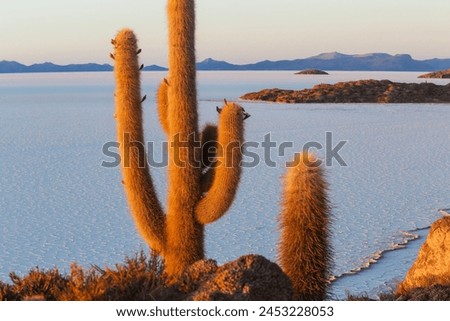 Big cactus on Incahuasi island, salt flat Salar de Uyuni, Altiplano, Bolivia. Unusual natural landscapes deserted solar travel South America Royalty-Free Stock Photo #2453228053