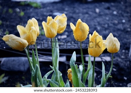 Yellow flowering Tulipa gesneriana rainy spring Royalty-Free Stock Photo #2453228393