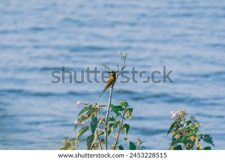 beautiful photograph cute little bee eater bird perched top of thorn tree branch arboreal wildlife photography india sanctuary habitat portrait wallpaper isolated lake turquoise blue water background 