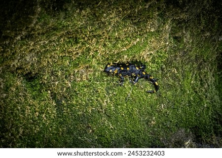 Spotted salamander, black amphibian with yellow spots on the body and tail, resting on the mossy wall, above Slapnica stream, Croatia