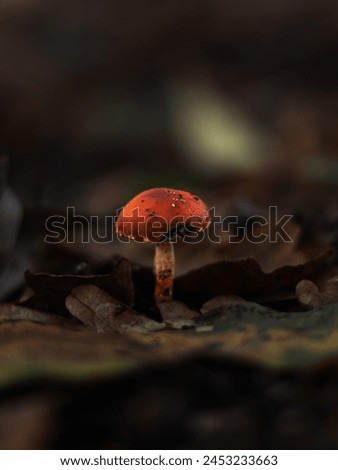 Macro pictures of various mushrooms