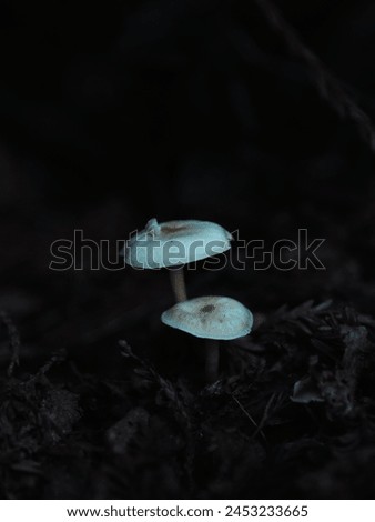 Macro pictures of various mushrooms