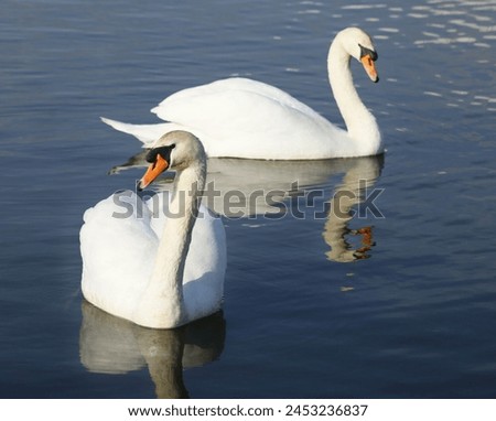 Beautiful swans on a spring-like Royalty-Free Stock Photo #2453236837