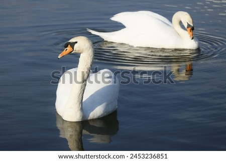 Beautiful swans on a spring-like Royalty-Free Stock Photo #2453236851