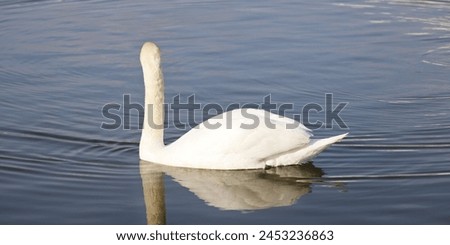 Beautiful swans on a spring-like Royalty-Free Stock Photo #2453236863
