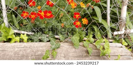 Beautiful flowerbeds with orange and yellow tagetes. Herb Marigold . Orange flower with green leaves, Day of the dead. Orange marigolas bloom on a green background in a summer photograph. Blooming 