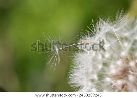 Dandelion Seed blowing away close up photograph