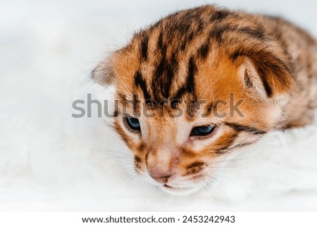 Two week old small newborn bengal kitten on a white background.Cute bengal kitten on the white fury blanket close-up. Royalty-Free Stock Photo #2453242943