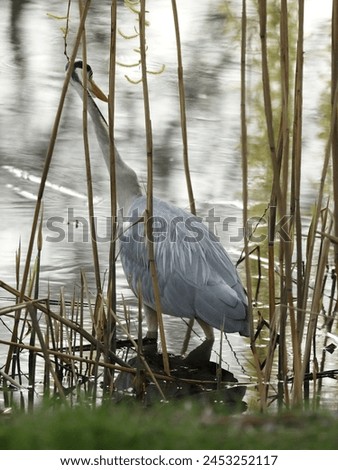 Grey heron wades along the lakeshore