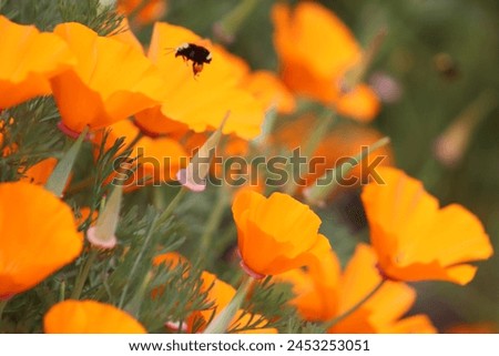 A vibrant California poppy (Eschscholzia californica) unfolds its golden petals under the warm sun. Delicate green foliage complements the flower's cheerful hue. This symbol of the Golden State.