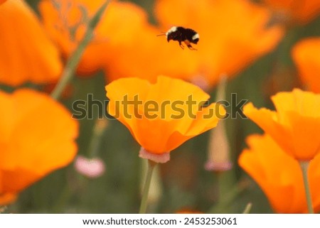 A vibrant California poppy (Eschscholzia californica) unfolds its golden petals under the warm sun. Delicate green foliage complements the flower's cheerful hue. This symbol of the Golden State.