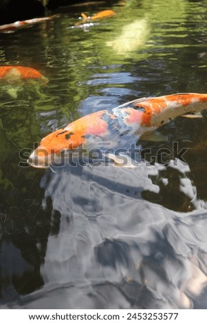 Vibrant koi fish, known for their ornamental beauty, glide gracefully through a still pond. Their colorful scales shimmer in the sunlight, highlighting shades of orange, white, black, and red.