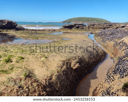 Seaweed, beach, paradise, sand, Brazil, Guarapari-ES 