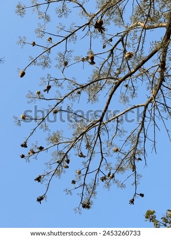 The split and intact fruits on the end of the branches Royalty-Free Stock Photo #2453260733