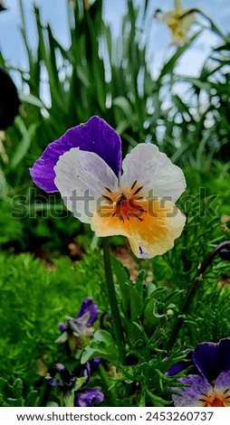 Pansy flower which blooms in early spring 