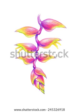 tropical heliconia flower, jungle plant, watercolor illustration isolated on white background