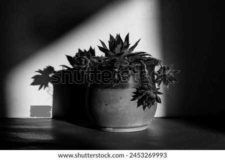 Succulent plant is growing in clay pot in homy interior Black and white floral photography. Cactus plant indoors in a spot of light. Spectrum of light Royalty-Free Stock Photo #2453269993