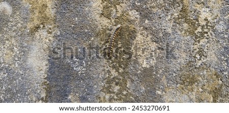 Milipede climb the wall, Arthropoda