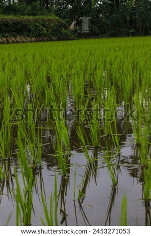 Green rice cultivation field. Terraced Paddy Field in Java, Indonesia.