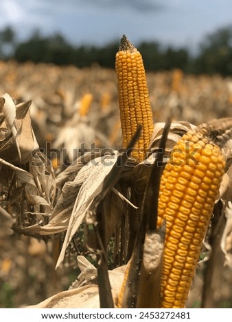 The farmer allowing the corn to dry on the stalk or field drying so it can be harvested and store for future use. Royalty-Free Stock Photo #2453272481