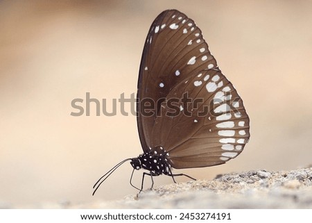 The Common Crow (Euploea core) is a medium-sized butterfly with a wingspan ranging from 70 to 85 millimeters. It is characterized by its dark brown to black wings with white or cream-colored markings. Royalty-Free Stock Photo #2453274191