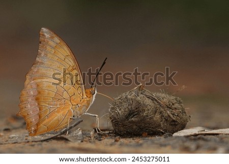 The Yellow Rajah (Charaxes marmax) is a large and striking butterfly with a wingspan ranging from 90 to 110 millimeters. It is characterized by its deep yellow wings with black veins and markings. Royalty-Free Stock Photo #2453275011
