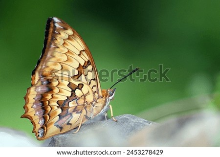 The Variegated Rajah (Charaxes kahruba) is a captivating butterfly species renowned for its majestic appearance and vibrant coloration. With a wingspan spanning from 70 to 90 millimeters Royalty-Free Stock Photo #2453278429