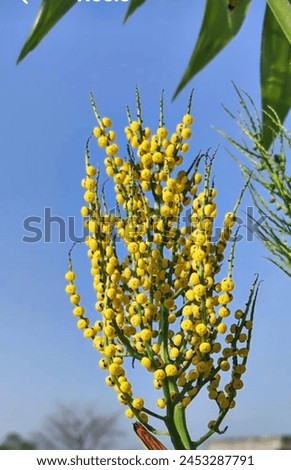 flora plant,a beautiful picture of yellow colour flora plant 