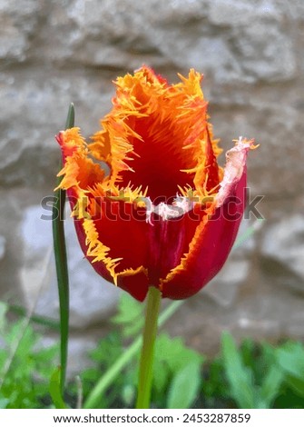 Picture of an orange tulip flower